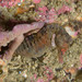 Observation photo
