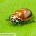 Streaked Lady Beetle - Photo (c) John and Kendra Abbott, all rights reserved, uploaded by John and Kendra Abbott