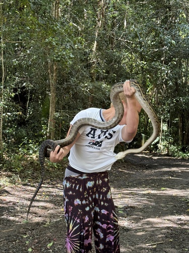 Australian Scrub Python sighting