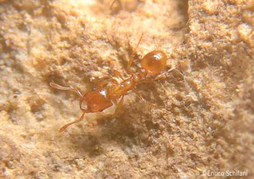 圆颚蚁属Strongylognathus