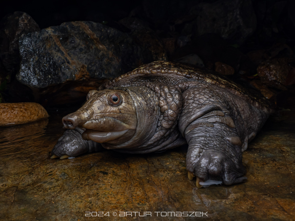 Photo by Artur Tomaszek