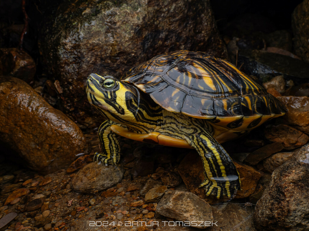 Pond Slider