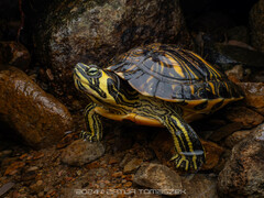 Pond Slider