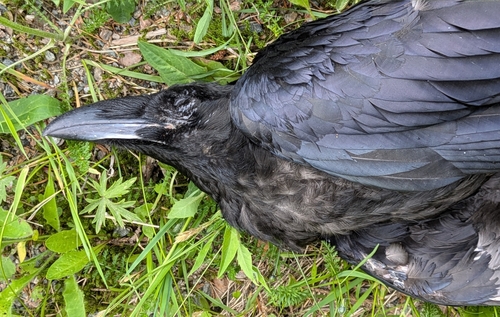 Common Raven