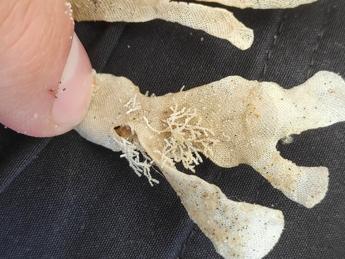 Scrupocellaria scruposa