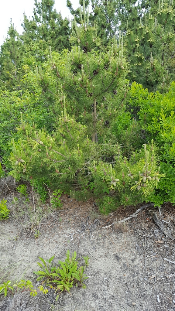 pines from 4490 Aviation Rd Brooklyn, NY 11234 on June 11, 2016 at 07