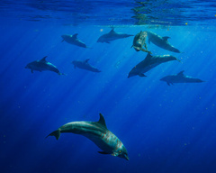Bottlenose dolphin