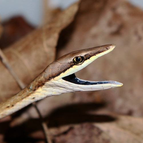 brown vine snake