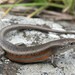 Southern Rainbow Skink - Photo (c) Tom Frisby, all rights reserved, uploaded by Tom Frisby