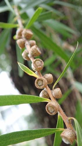 weeping bottlebrush