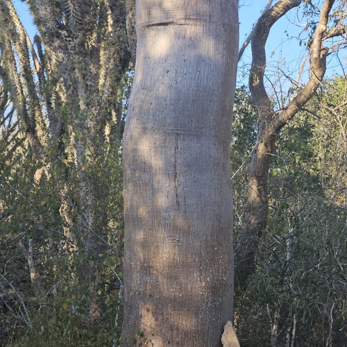 Givotia madagascariensis