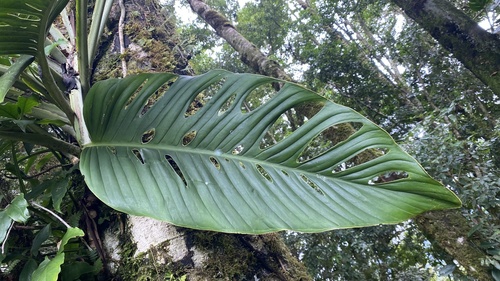 Monstera juliusii  iNaturalist