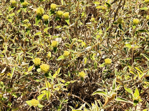 Phlomis cypria