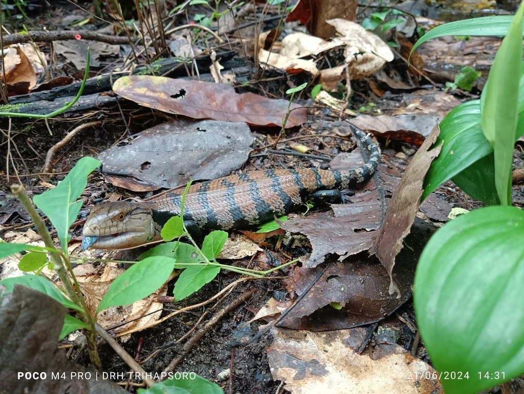 Giant Bluetongue (Tiliqua gigas)