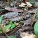 Giant Bluetongue - Photo (c) Nadhifa Trihapsoro, all rights reserved, uploaded by Nadhifa Trihapsoro