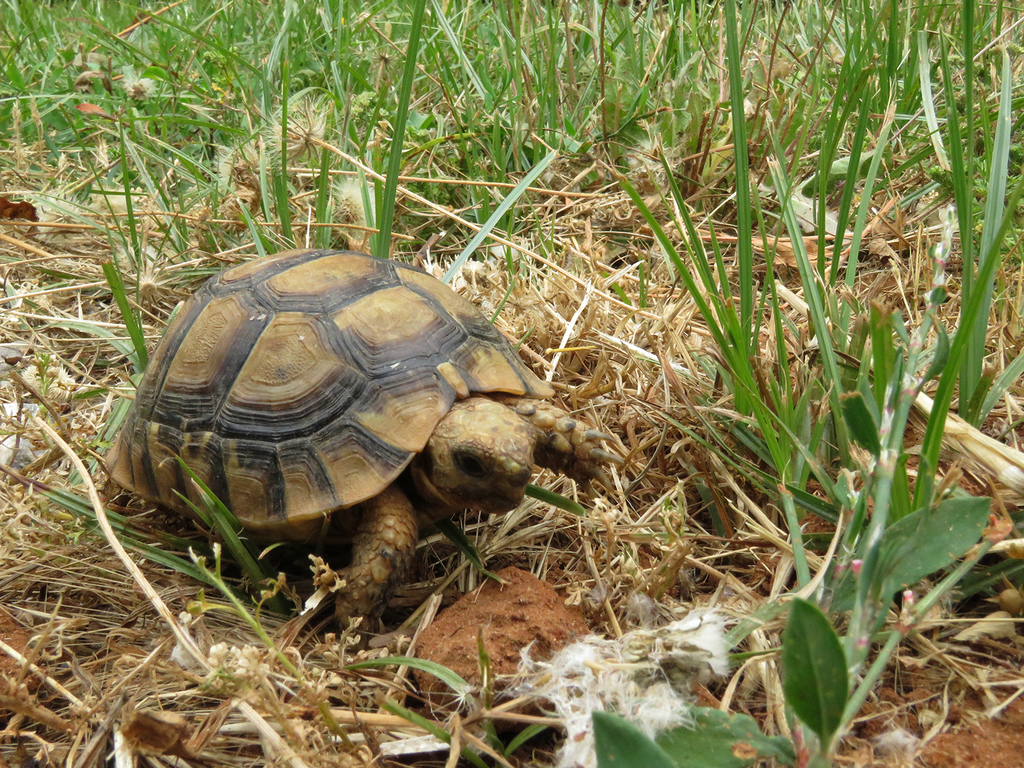 Greek Tortoise in May 2019 by pzf · iNaturalist