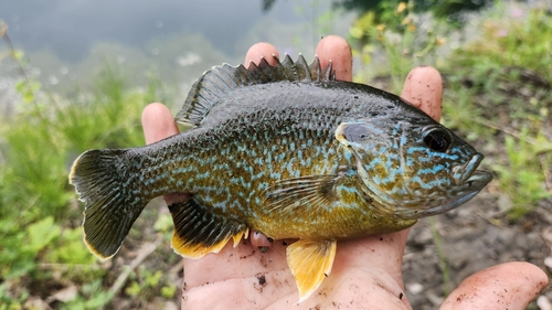 Pumpkinseed × Green Sunfish