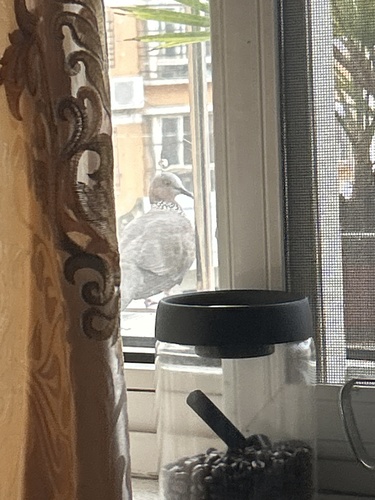 Spotted Dove (Chinese)