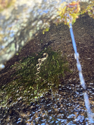 iNaturalist observation photo of Colubrid Snakes