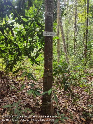 Castanopsis clemensii