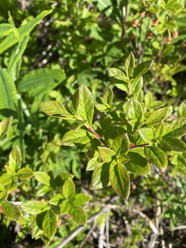 mock azalea