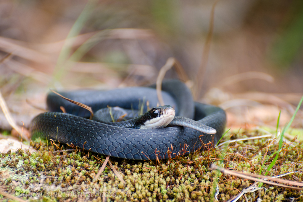 Northern Black Racer