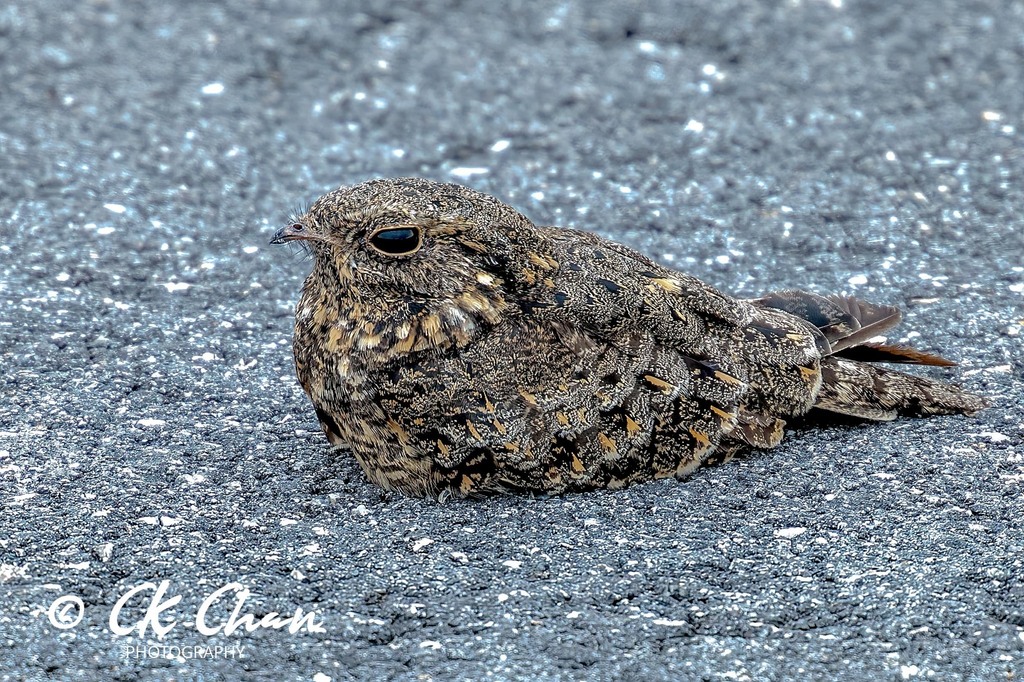 Savanna Nightjar photo