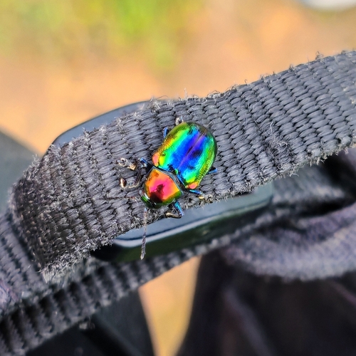 Platycorynus parryi