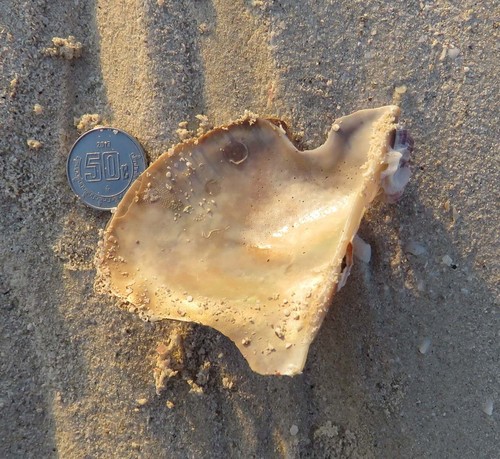 Atlantic Winged Oyster