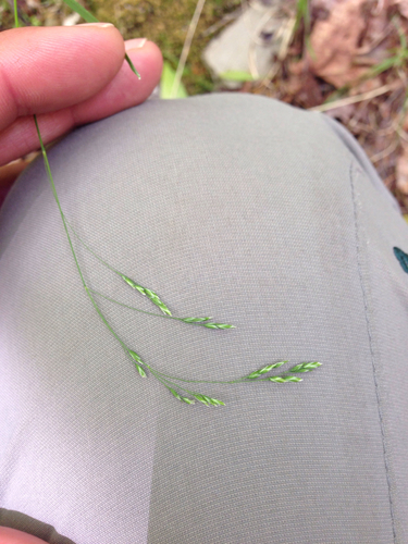 oldpasture bluegrass (Poa saltuensis)