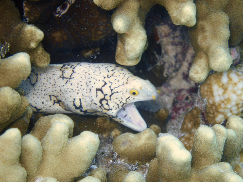 Snowflake Moray — seen at this dive site