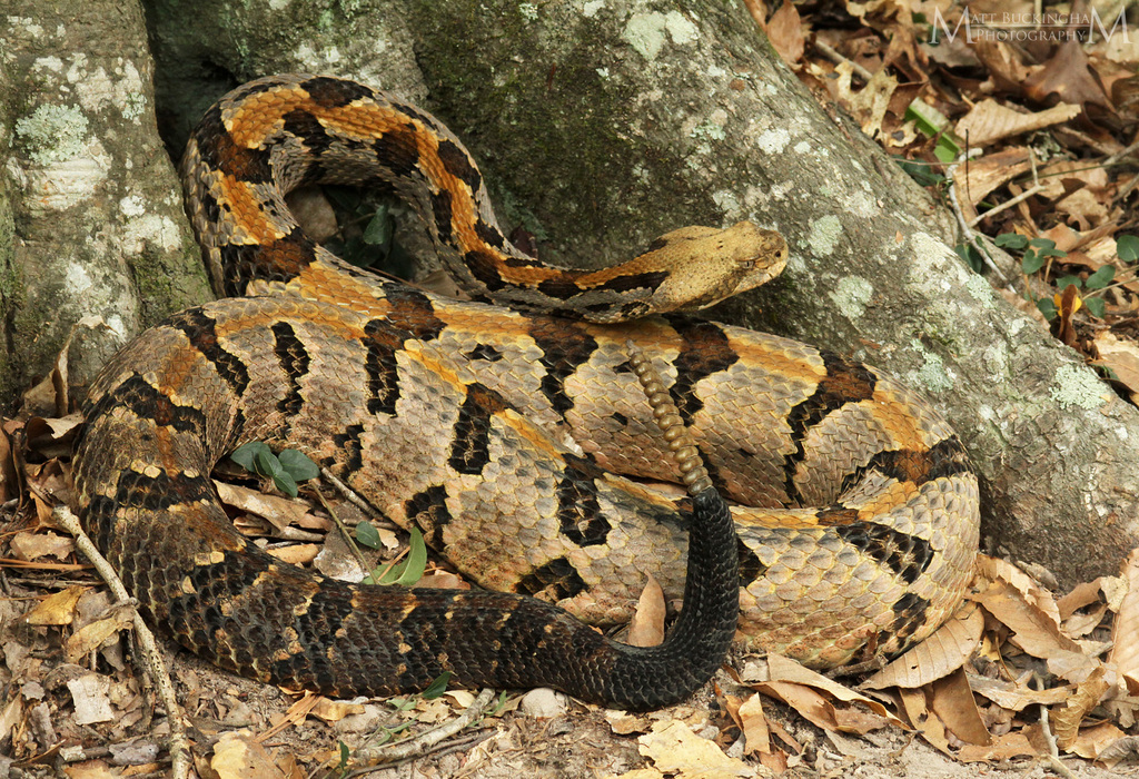 Timber Rattlesnake in September 2018 by mattbuckingham · iNaturalist