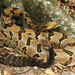 Timber Rattlesnake - Photo (c) mattbuckingham, all rights reserved, uploaded by mattbuckingham