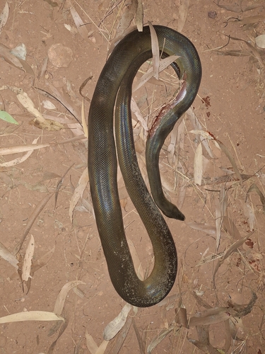 Water Python sighting