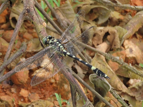 Gomphidia confluens