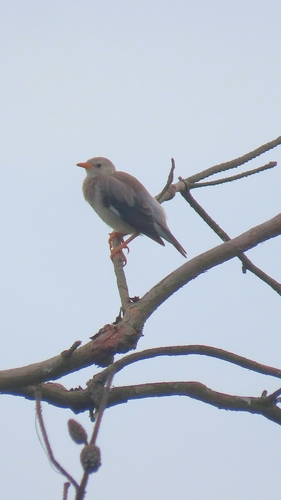 Red-billed Starling
