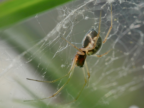 Garden Hammock Spider