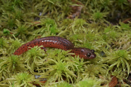 Mud Salamander