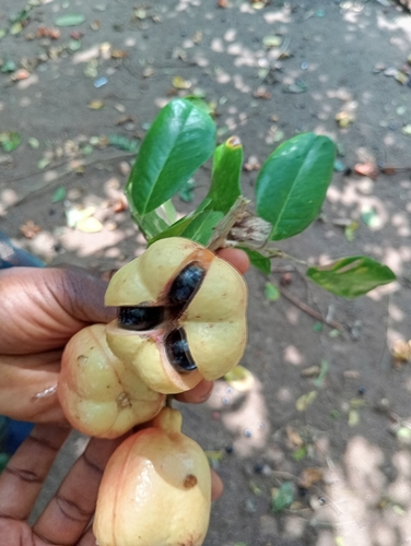 Ackee