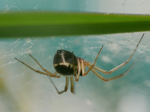 Garden Hammock Spider