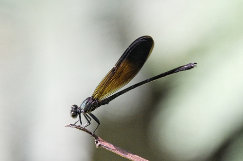 Euphaea modigliani