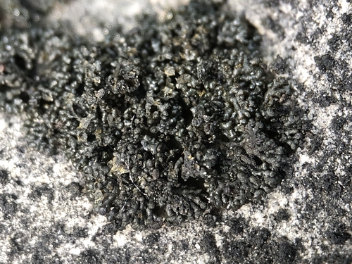 Lempholemma botryosum