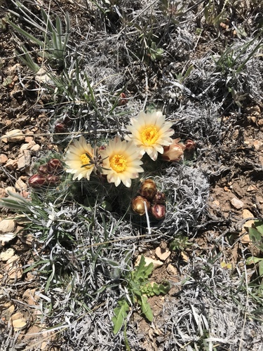 Kaibab pincushion cactus (Pediocactus paradinei)