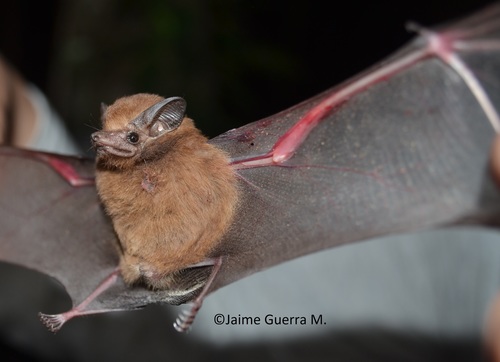 Pale-winged Dog-like Bat (Peropteryx pallidoptera) — Data Deficient Mammalia