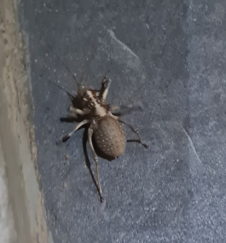 Weidnerius longespinosus