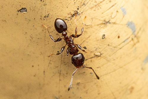 Nesomyrmex pleuriticusNesomyrmex pleuriticus
