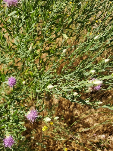 iNaturalist observation photo of Russian knapweed