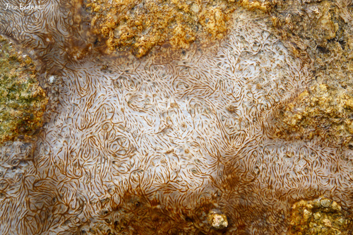 Phormidium