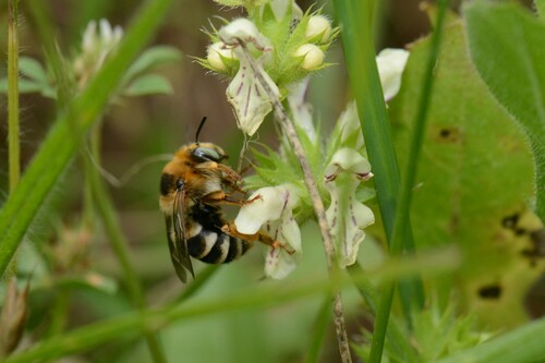 Anthophora larvata