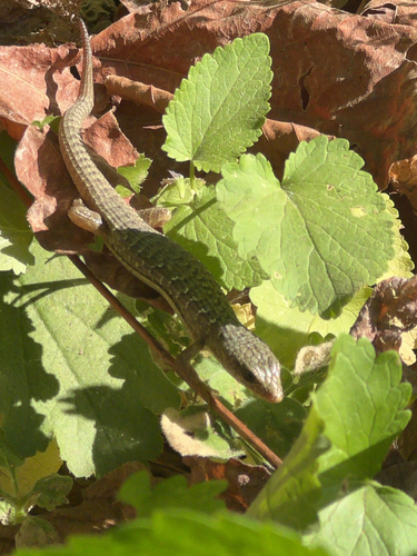 iNaturalist observation photo of Western Alligator Lizards